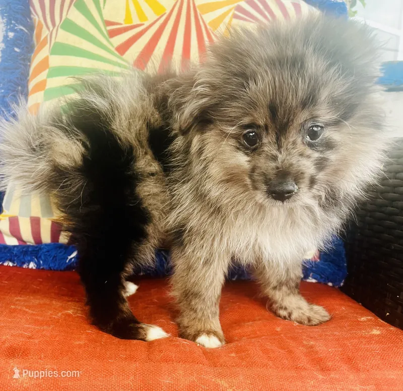 Denim  – Pomeranian puppy for sale in Ravenswood, WV