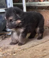 Bindi long coat, a female German Shepherd Dog for sale in Ravenswood, WV – 2 of 2