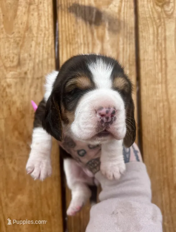 Dixie – Basset Hound puppy for sale in Chillicothe, OH