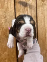 Dixie, a female Basset Hound for sale in Chillicothe, OH – Photo 1 of 2