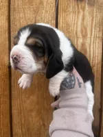 Dixie, a female Basset Hound for sale in Chillicothe, OH – Photo 2 of 2