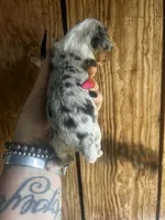 Daisy , a female Miniature Dachshund for sale in Ravenswood, WV – 2 of 4
