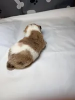 Denver , a male Chihuahua for sale in Ravenswood, WV – Photo 5 of 6