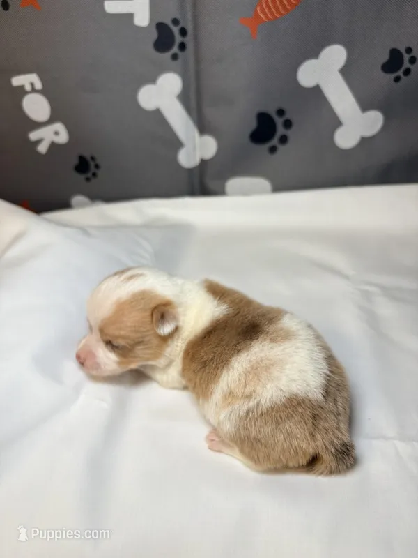 Denver  – Chihuahua puppy for sale in Ravenswood, WV