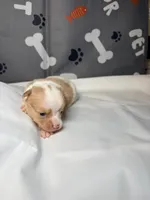 Denver , a male Chihuahua for sale in Ravenswood, WV – Photo 4 of 6