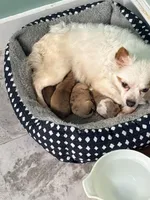 Denver , a male Chihuahua for sale in Ravenswood, WV – Photo 3 of 6