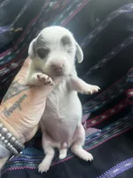 Peanut butter , a female Miniature Dachshund for sale in Ravenswood, WV – 2 of 3