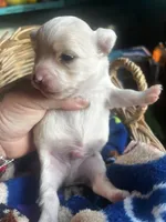 Rango , a male Chihuahua for sale in Ravenswood, WV – 4 of 5
