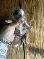 Daisy , a female Miniature Dachshund for sale in Ravenswood, WV – 4 of 4