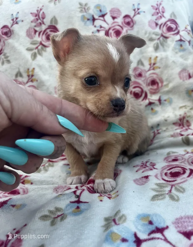 Dixie , a female Chihuahua for sale in Ravenswood, WV – Photo 1 of 2