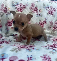 Dixie , a female Chihuahua for sale in Ravenswood, WV – Photo 2 of 2