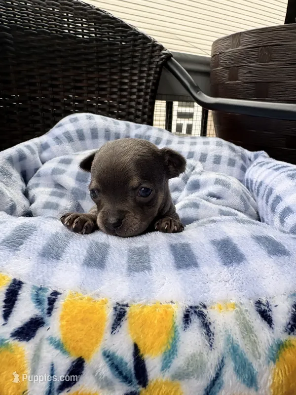 Buttercup  – Chihuahua puppy for sale in Ravenswood, WV
