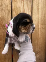 Duncan , a male Basset Hound for sale in Chillicothe, OH – Photo 3 of 3