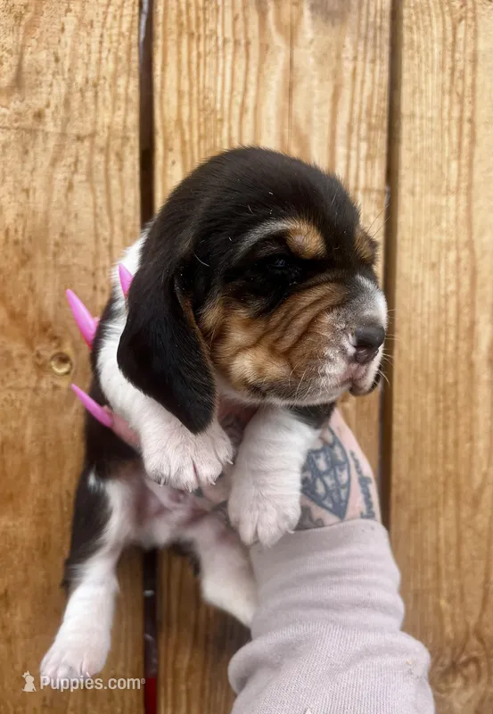 Duncan  – Basset Hound puppy for sale in Chillicothe, OH