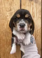 Duncan , a male Basset Hound for sale in Chillicothe, OH – Photo 2 of 3