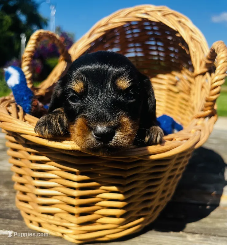 Waylon  – Miniature Dachshund puppy for sale in Ravenswood, WV
