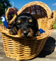 Waylon , a male Miniature Dachshund for sale in Ravenswood, WV – 1 of 1