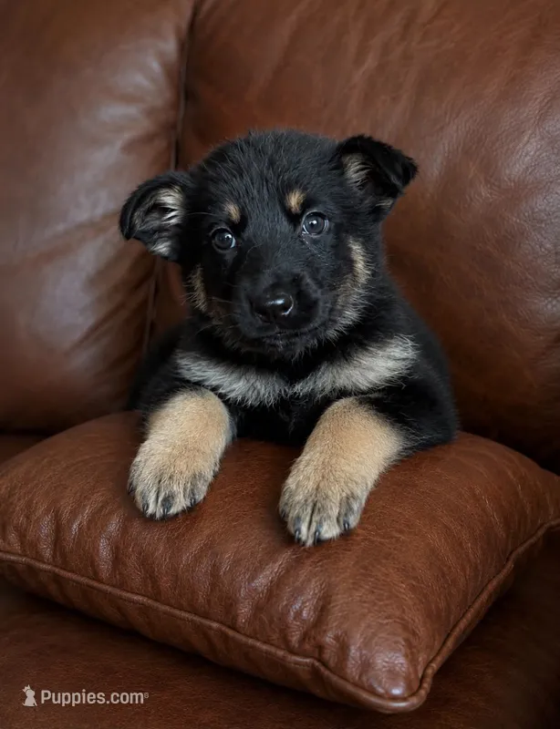 Riley  – German Shepherd Dog puppy for sale in Ravenswood, WV