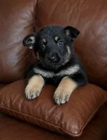 Riley , a female German Shepherd Dog for sale in Ravenswood, WV – 1 of 1