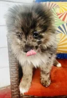 Denim , a male Pomeranian for sale in Ravenswood, WV – 2 of 3