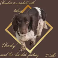 Charlie , a male Miniature Dachshund for sale in Ravenswood, WV – 1 of 3