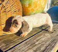Freckles , a female Miniature Dachshund for sale in Ravenswood, WV – 3 of 4