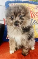 Denim , a male Pomeranian for sale in Ravenswood, WV – 3 of 3