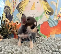 Boo berry , a male Chihuahua for sale in Ravenswood, WV – 3 of 4