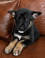 Rango , a male German Shepherd Dog for sale in Ravenswood, WV – 2 of 2