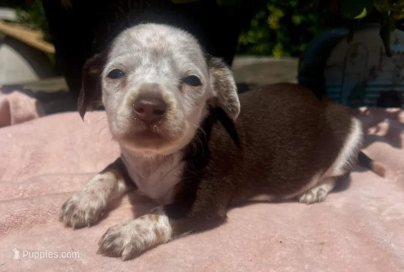 Fancy  – Miniature Dachshund puppy for sale in Ravenswood, WV