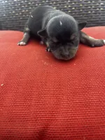 June , a female Chihuahua for sale in Chillicothe, OH – Photo 6 of 7