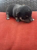 June , a female Chihuahua for sale in Chillicothe, OH – Photo 5 of 7