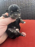 June , a female Chihuahua for sale in Chillicothe, OH – Photo 1 of 7