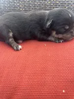 June , a female Chihuahua for sale in Chillicothe, OH – Photo 7 of 7