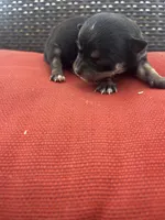 June , a female Chihuahua for sale in Chillicothe, OH – Photo 4 of 7