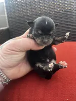 June , a female Chihuahua for sale in Chillicothe, OH – Photo 2 of 7