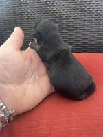 June , a female Chihuahua for sale in Chillicothe, OH – Photo 3 of 7