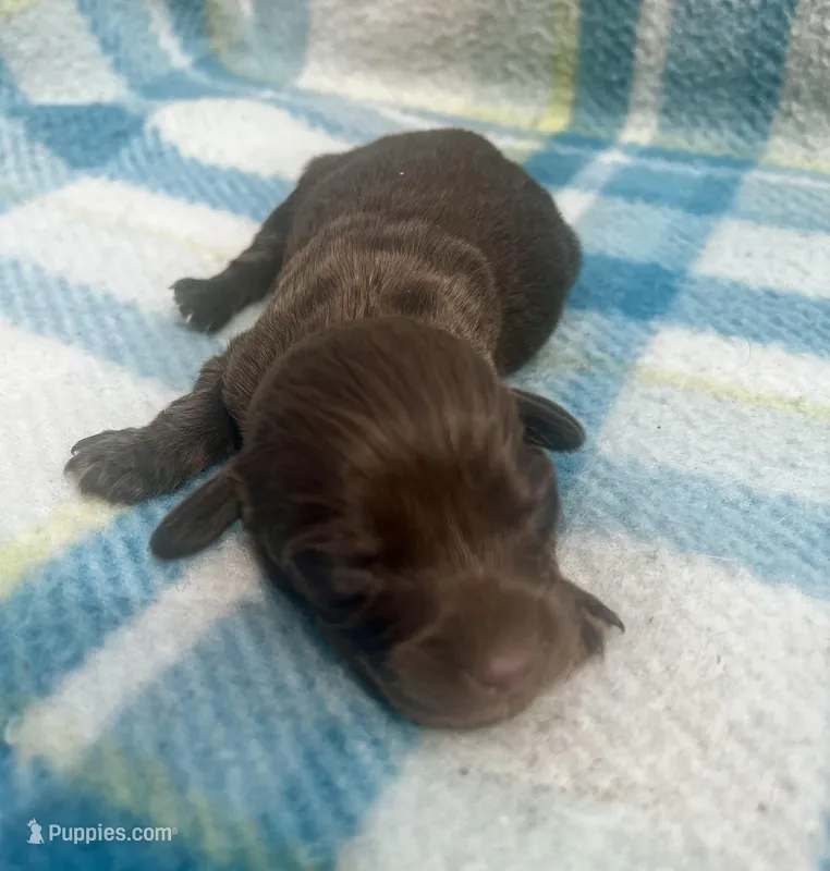 Chocolate male LH 2  – Miniature Dachshund puppy for sale in Ravenswood, WV