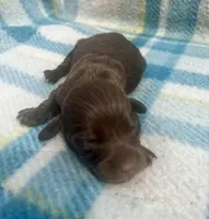 Chocolate male LH 2 , a male Miniature Dachshund for sale in Ravenswood, WV – Photo 1 of 3