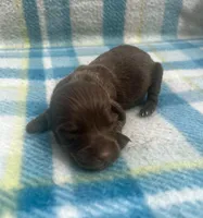 Chocolate male LH 2 , a male Miniature Dachshund for sale in Ravenswood, WV – Photo 2 of 3