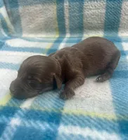 Chocolate male LH 2 , a male Miniature Dachshund for sale in Ravenswood, WV – Photo 3 of 3