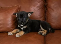 Rango , a male German Shepherd Dog for sale in Ravenswood, WV – 1 of 2