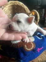 Elsa, a female Chihuahua for sale in Ravenswood, WV – 2 of 5