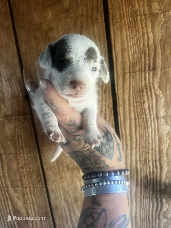 Peanut butter  – Miniature Dachshund puppy for sale in Ravenswood, WV