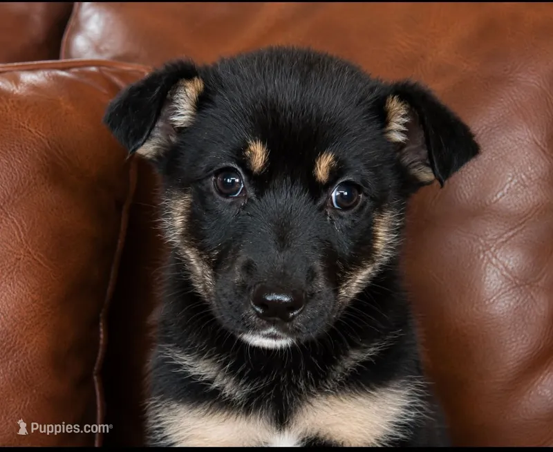 Roxie – German Shepherd Dog puppy for sale in Ravenswood, WV