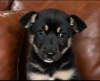 Roxie, a female German Shepherd Dog for sale in Ravenswood, WV – 1 of 1