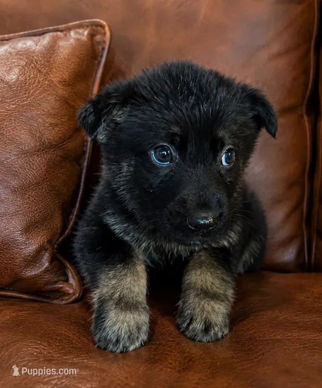 Rose – German Shepherd Dog puppy for sale in Ravenswood, WV