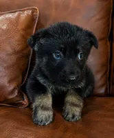 Rose, a female German Shepherd Dog for sale in Ravenswood, WV – 1 of 1