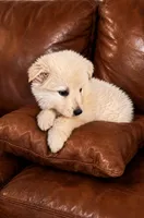 Rolo , a male German Shepherd Dog for sale in Ravenswood, WV – 2 of 2
