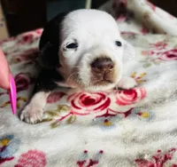 Fancy , a female Miniature Dachshund for sale in Ravenswood, WV – 2 of 4